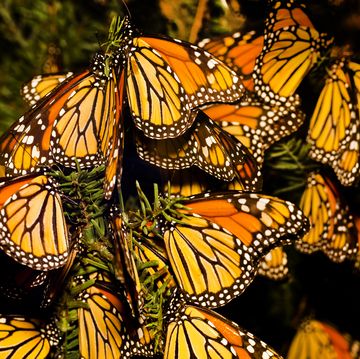 monarch butterfly danaus plexippus migration
